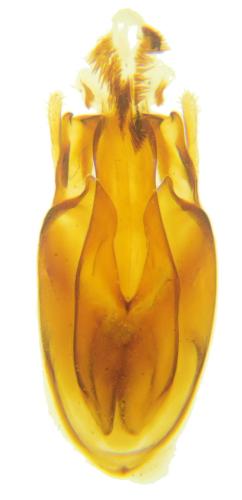 Oligomerus brunneus