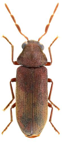 Oligomerus brunneus