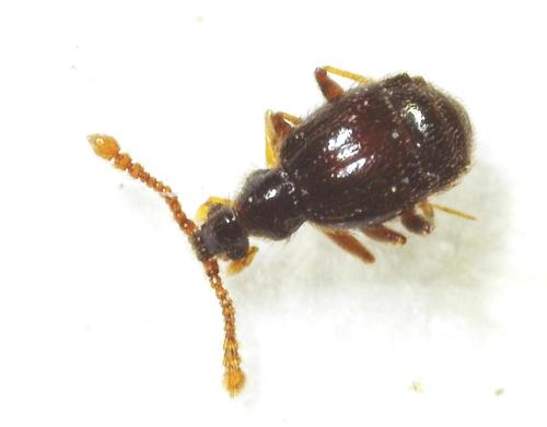 Tychus sp.
