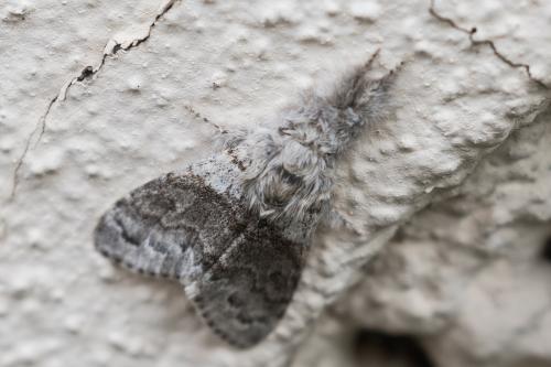 Réf. 342 006 : Calliteara pudibunda