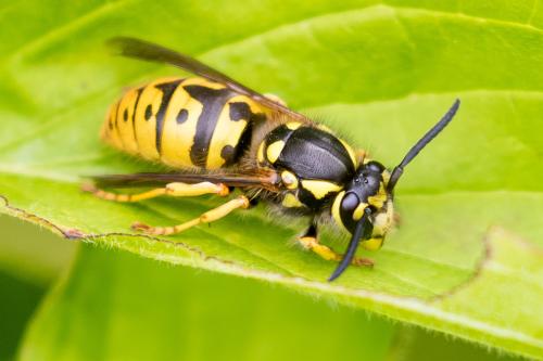 Vespula germanica