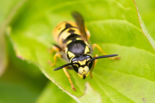 Vespula germanica