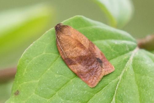 Réf. 342 076 : Cacoecimorpha pronubana