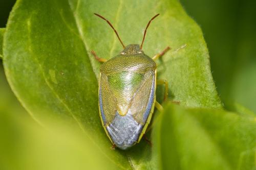 Piezodorus lituratus