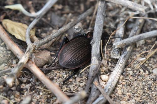 Réf. 342 815 : Carabus morbillosus constantinus
