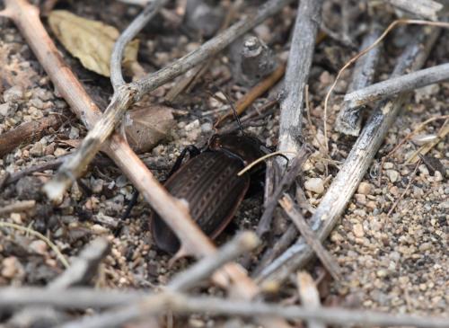 Carabus morbillosus constantinus