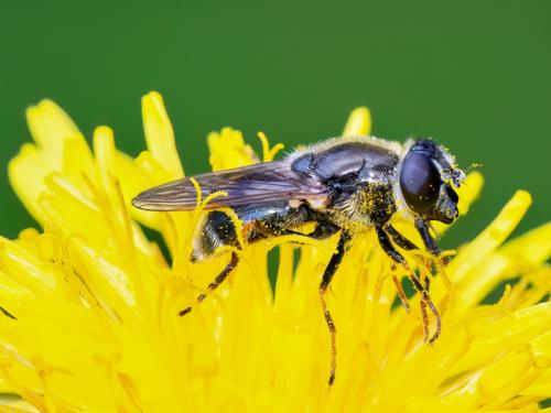 Cheilosia caerulescens