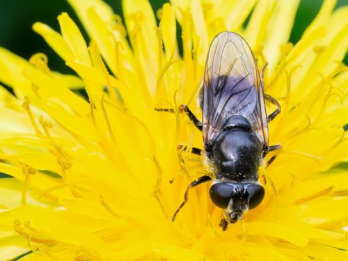 Cheilosia caerulescens