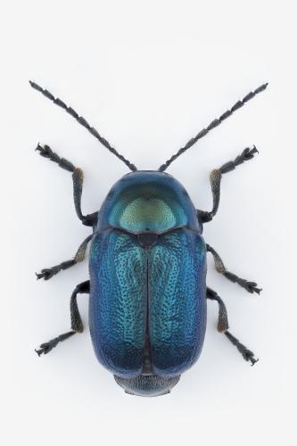 Cryptocephalus sp.