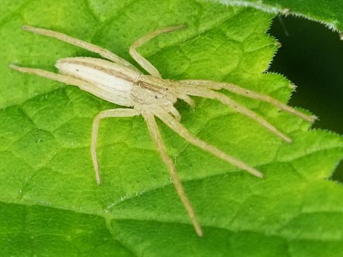 Réf. 342 653 : Tibellus sp.