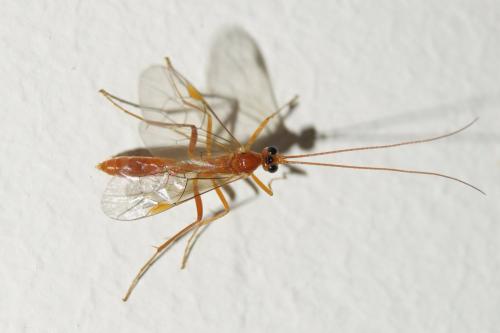 Ctenopelmatinae