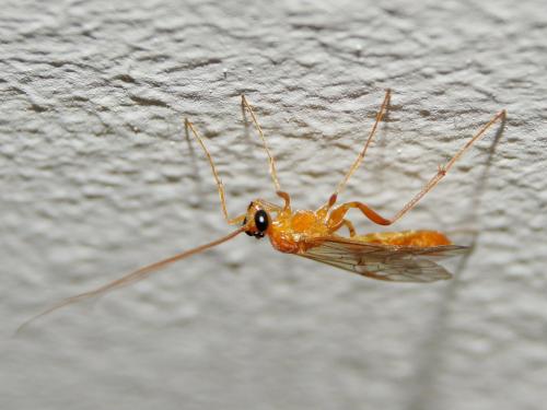 Ctenopelmatinae