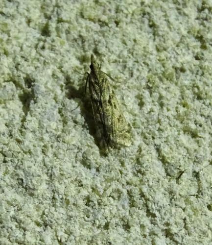 Eudonia angustea