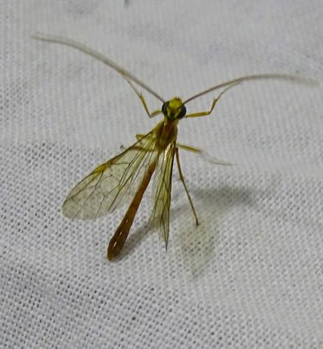 Réf. 342 036 : Ophion minutus