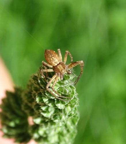 Philodromus sp.