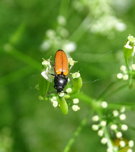 Ampedus sp.