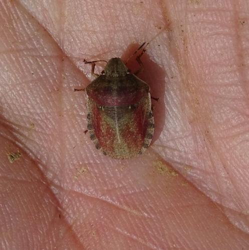 Réf. 342 102 : Eurygaster testudinaria