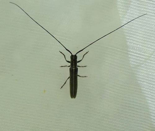 Réf. 342 097 : Calamobius filum