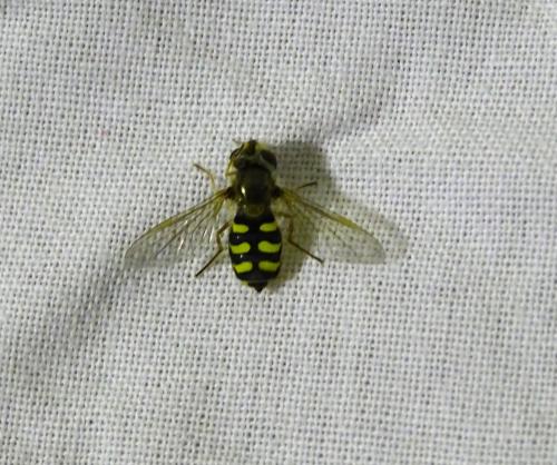 Eupeodes corollae