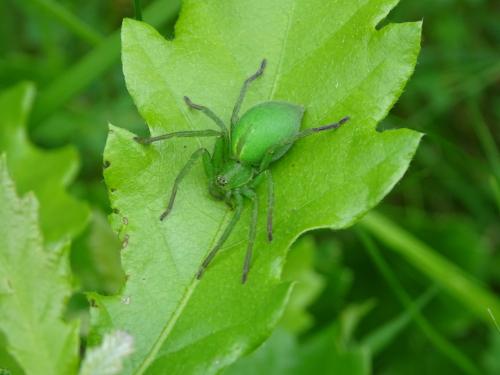 Micrommata ligurina