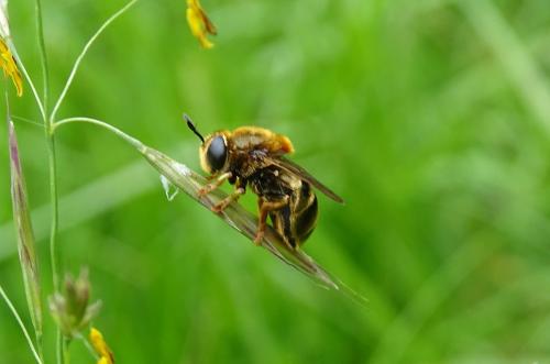 Microdon sp.