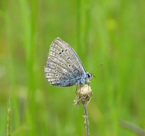 Polyommatus icarus