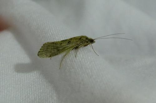 Réf. 342 894 : Hydropsyche sp.