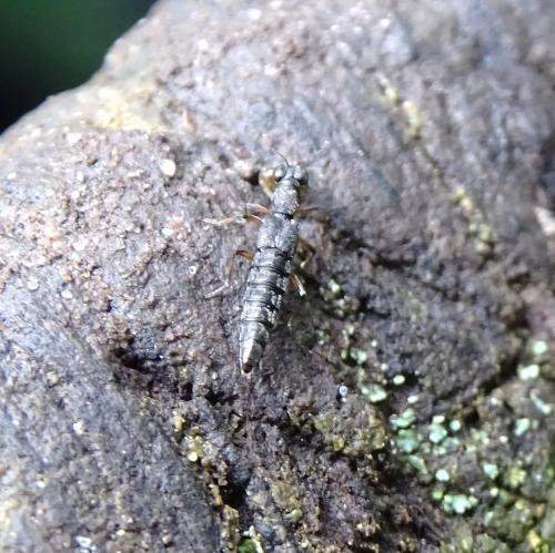Réf. 342 978 : Stenus sp.