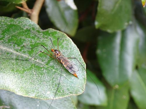 Nephrotoma sp.