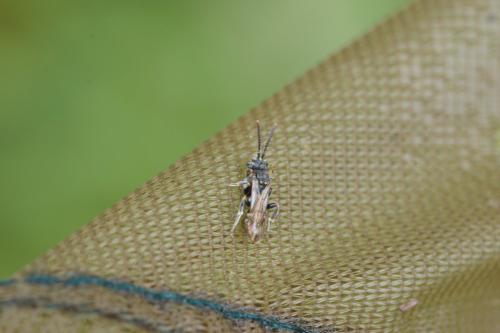 Réf. 342 156 : Nomada sp.