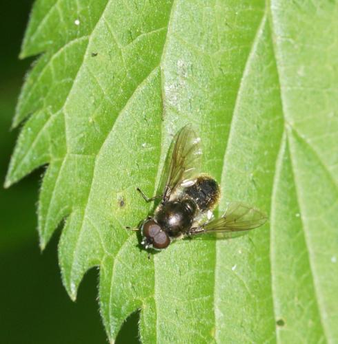 Cheilosia sp.