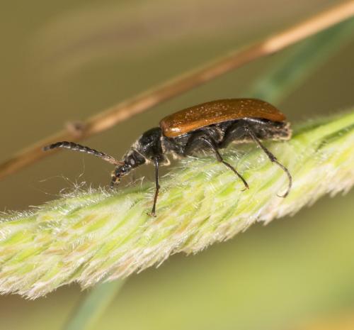 Megischia curvipes