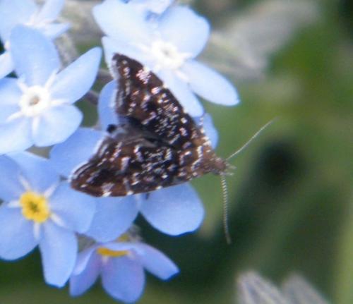 Réf. 342 778 : Prochoreutis stellaris