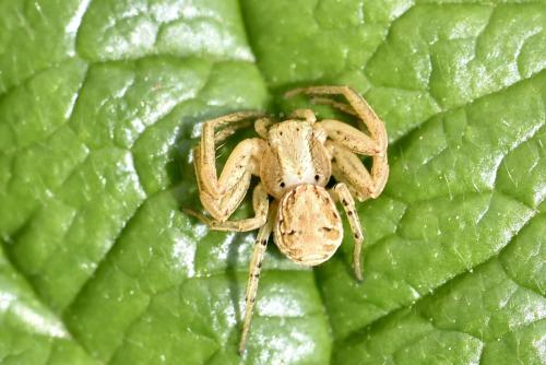 Réf. 342 064 : Xysticus cristatus