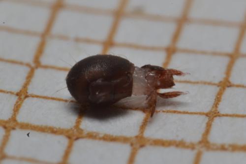 Steganacarus sp.