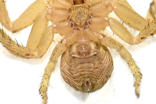Réf. 342 065 : Xysticus cristatus