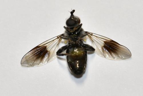 Réf. 342 943 : Pipiza austriaca