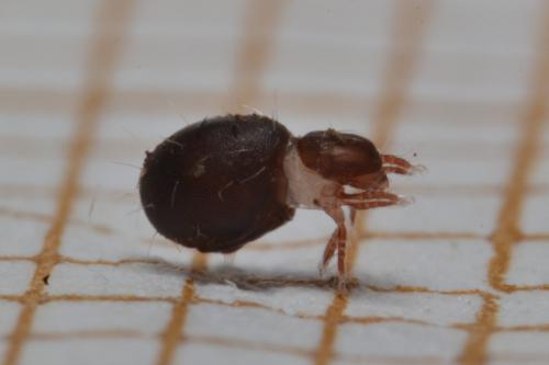 Steganacarus sp.
