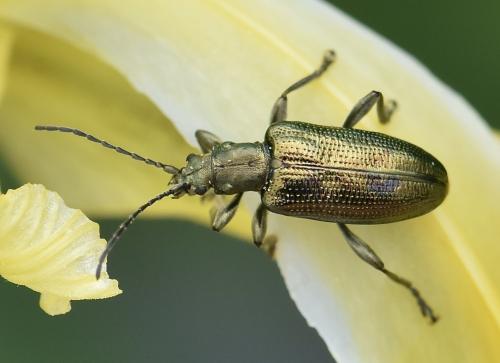 Réf. 342 833 : Plateumaris sericea