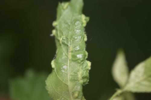 Eriophyes similis
