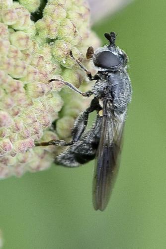 Réf. 342 882 : Pipiza austriaca