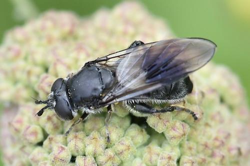 Réf. 342 883 : Pipiza austriaca