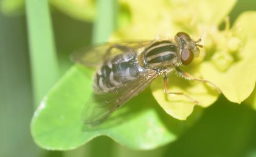 Anasimyia interpuncta
