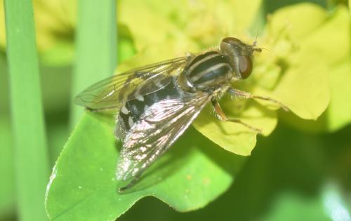 Anasimyia interpuncta