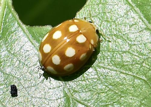 Calvia quindecimguttata