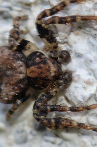 Ozyptila sp.