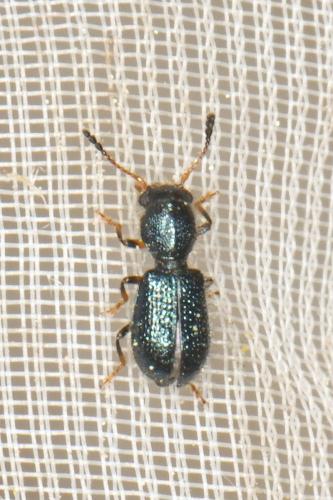 Réf. 342 260 : Korynetes geniculatus