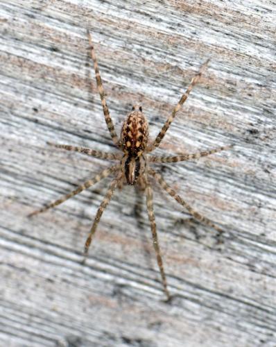 Réf. 342 959 : Tegenaria silvestris