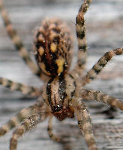 Tegenaria silvestris