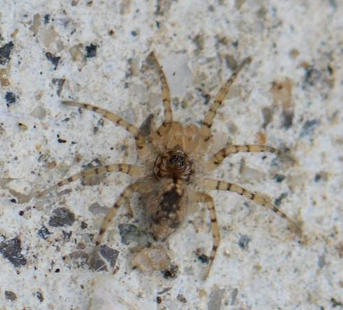 Oecobius sp.